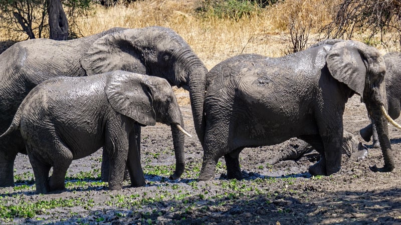 Serengeti Safari